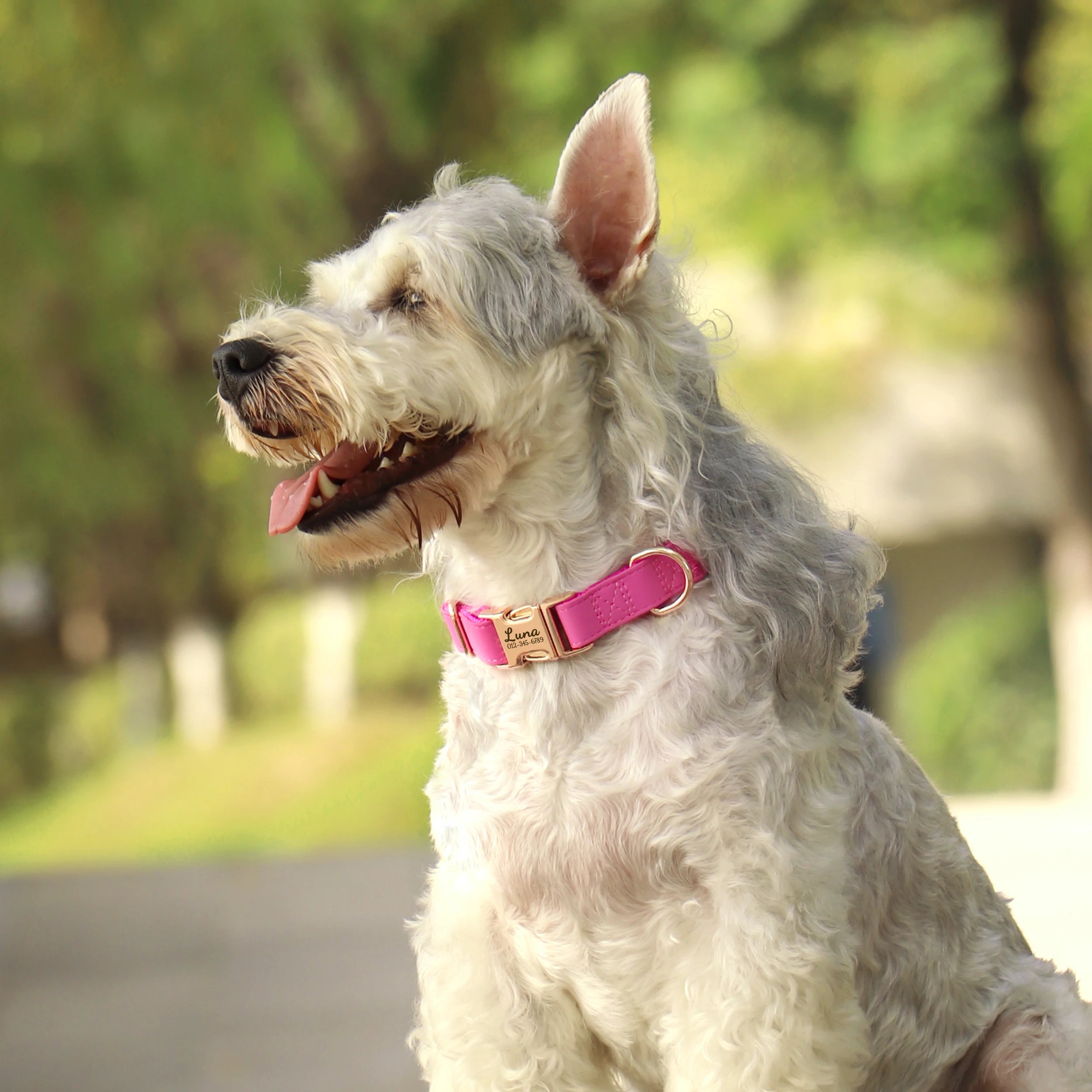Collier Chien Cuir Personnalisé Gravure Gratuite - Anti-Perte Petit Grand