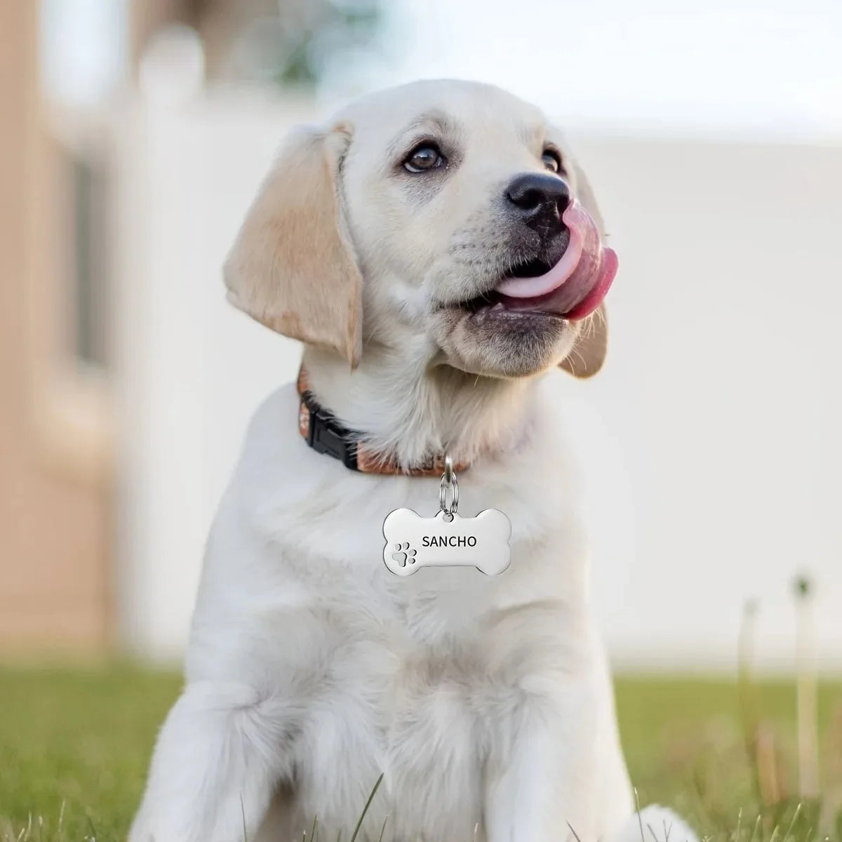Médaille Personnalisée Gravée Os pour Chien Chat - Nom & Téléphone - Pendentif Identification Premium